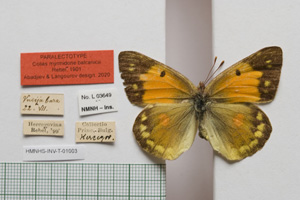 Colias myrmidone balcanica Rebel, 1901 [паралектотип NMNHSINV01003] (c) Национален природонаучен музей, БАН — Колекция Безгръбначни животни (NMNHS-INV)