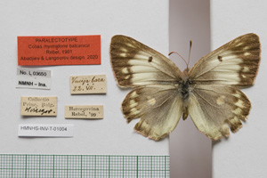 Colias myrmidone balcanica Rebel, 1901 [паралектотип NMNHSINV01004] (c) Национален природонаучен музей, БАН — Колекция Безгръбначни животни (NMNHS-INV)