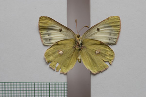 Colias myrmidone balcanica Rebel, 1901 [паралектотип NMNHSINV01004] (2) (c) Национален природонаучен музей, БАН — Колекция Безгръбначни животни (NMNHS-INV)
