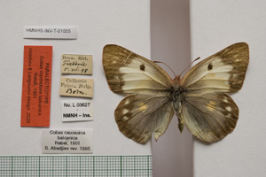 Colias myrmidone balcanica Rebel, 1901 [паралектотип NMNHSINV01005] (c) Национален природонаучен музей, БАН — Колекция Безгръбначни животни (NMNHS-INV)