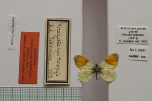 Euchloe gruneri macedonica Buresch, 1921 [лектотип NMNHSINV01006] (c) Национален природонаучен музей, БАН — Колекция Безгръбначни животни (NMNHS-INV)
