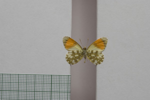 Euchloe gruneri macedonica Buresch, 1921 [лектотип NMNHSINV01006] (2) (c) Национален природонаучен музей, БАН — Колекция Безгръбначни животни (NMNHS-INV)