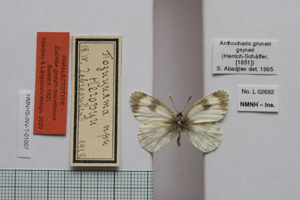 Euchloe gruneri macedonica Buresch, 1921 [паралектотип NMNHSINV01007] (c) Национален природонаучен музей, БАН — Колекция Безгръбначни животни (NMNHS-INV)