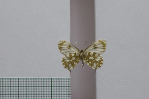 Euchloe gruneri macedonica Buresch, 1921 [паралектотип NMNHSINV01007] (2) (c) Национален природонаучен музей, БАН — Колекция Безгръбначни животни (NMNHS-INV)