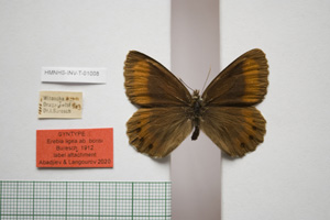 Erebia ligea ab. borisi Buresch, 1912 [not a type NMNHSINV01008] (c) National Museum of Natural History, BAS — Invertebrates Collection (NMNHS-INV)