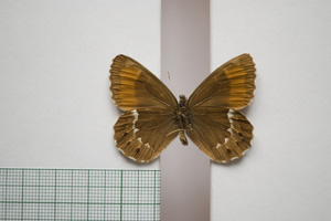 Erebia ligea ab. borisi Buresch, 1912 [not a type NMNHSINV01008] (2) (c) National Museum of Natural History, BAS — Invertebrates Collection (NMNHS-INV)