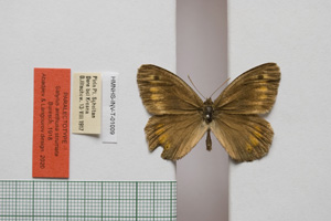 Satyrus arethusa strumata Buresch, 1919 [paralectotype NMNHSINV01009] (c) National Museum of Natural History, BAS — Invertebrates Collection (NMNHS-INV)