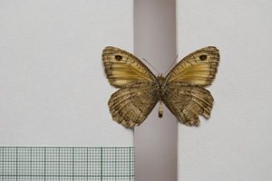 Satyrus arethusa strumata Buresch, 1919 [paralectotype NMNHSINV01009] (2) (c) National Museum of Natural History, BAS — Invertebrates Collection (NMNHS-INV)