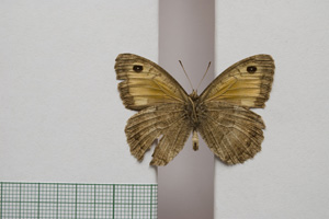 Satyrus arethusa strumata Buresch, 1919 [паралектотип NMNHSINV01010] (2) (c) Национален природонаучен музей, БАН — Колекция Безгръбначни животни (NMNHS-INV)