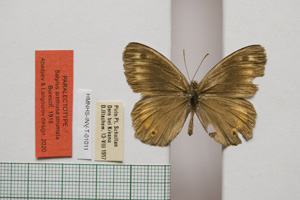 Satyrus arethusa strumata Buresch, 1919 [паралектотип NMNHSINV01011] (c) Национален природонаучен музей, БАН — Колекция Безгръбначни животни (NMNHS-INV)