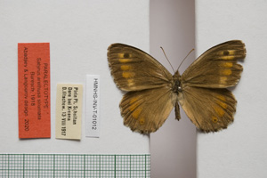 Satyrus arethusa strumata Buresch, 1919 [паралектотип NMNHSINV01012] (c) Национален природонаучен музей, БАН — Колекция Безгръбначни животни (NMNHS-INV)