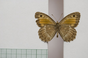 Satyrus arethusa strumata Buresch, 1919 [паралектотип NMNHSINV01012] (2) (c) Национален природонаучен музей, БАН — Колекция Безгръбначни животни (NMNHS-INV)
