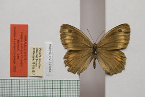 Satyrus arethusa strumata Buresch, 1919 [паралектотип NMNHSINV01013] (c) Национален природонаучен музей, БАН — Колекция Безгръбначни животни (NMNHS-INV)