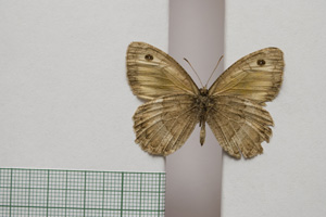 Satyrus arethusa strumata Buresch, 1919 [паралектотип NMNHSINV01013] (2) (c) Национален природонаучен музей, БАН — Колекция Безгръбначни животни (NMNHS-INV)