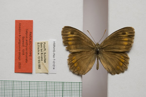 Satyrus arethusa strumata Buresch, 1919 [паралектотип NMNHSINV01014] (c) Национален природонаучен музей, БАН — Колекция Безгръбначни животни (NMNHS-INV)