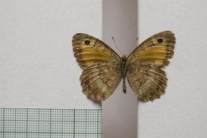 Satyrus arethusa strumata Buresch, 1919 [паралектотип NMNHSINV01014] (2) (c) Национален природонаучен музей, БАН — Колекция Безгръбначни животни (NMNHS-INV)