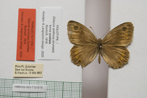 Satyrus arethusa strumata Buresch, 1919 [паралектотип NMNHSINV01015] (c) Национален природонаучен музей, БАН — Колекция Безгръбначни животни (NMNHS-INV)