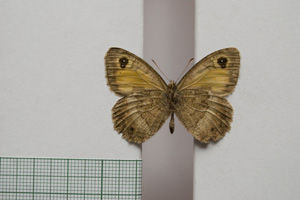 Satyrus arethusa strumata Buresch, 1919 [паралектотип NMNHSINV01015] (2) (c) Национален природонаучен музей, БАН — Колекция Безгръбначни животни (NMNHS-INV)
