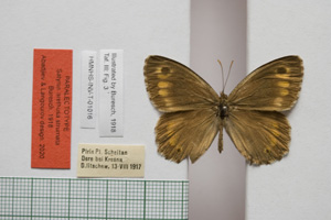 Satyrus arethusa strumata Buresch, 1919 [паралектотип NMNHSINV01016] (c) Национален природонаучен музей, БАН — Колекция Безгръбначни животни (NMNHS-INV)