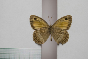Satyrus arethusa strumata Buresch, 1919 [паралектотип NMNHSINV01016] (2) (c) Национален природонаучен музей, БАН — Колекция Безгръбначни животни (NMNHS-INV)