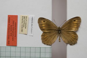 Satyrus arethusa strumata Buresch, 1919 [паралектотип NMNHSINV01017] (c) Национален природонаучен музей, БАН — Колекция Безгръбначни животни (NMNHS-INV)