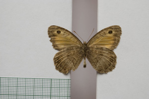 Satyrus arethusa strumata Buresch, 1919 [паралектотип NMNHSINV01017] (2) (c) Национален природонаучен музей, БАН — Колекция Безгръбначни животни (NMNHS-INV)