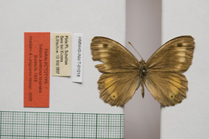 Satyrus arethusa strumata Buresch, 1919 [paralectotype NMNHSINV01018] (c) National Museum of Natural History, BAS — Invertebrates Collection (NMNHS-INV)