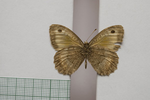 Satyrus arethusa strumata Buresch, 1919 [paralectotype NMNHSINV01018] (2) (c) National Museum of Natural History, BAS — Invertebrates Collection (NMNHS-INV)