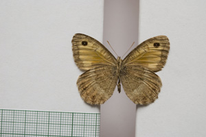Satyrus arethusa strumata Buresch, 1919 [паралектотип NMNHSINV01019] (2) (c) Национален природонаучен музей, БАН — Колекция Безгръбначни животни (NMNHS-INV)