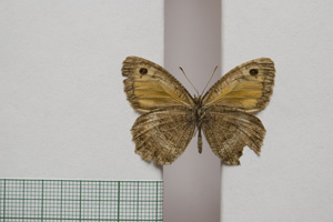 Satyrus arethusa strumata Buresch, 1919 [паралектотип NMNHSINV01020] (2) (c) Национален природонаучен музей, БАН — Колекция Безгръбначни животни (NMNHS-INV)