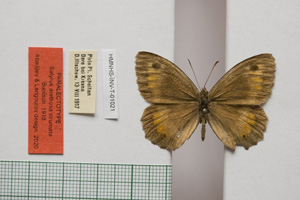 Satyrus arethusa strumata Buresch, 1919 [паралектотип NMNHSINV01021] (c) Национален природонаучен музей, БАН — Колекция Безгръбначни животни (NMNHS-INV)