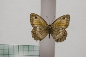 Satyrus arethusa strumata Buresch, 1919 [паралектотип NMNHSINV01021] (2) (c) Национален природонаучен музей, БАН — Колекция Безгръбначни животни (NMNHS-INV)