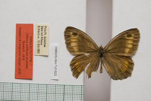 Satyrus arethusa strumata Buresch, 1919 [паралектотип NMNHSINV01022] (c) Национален природонаучен музей, БАН — Колекция Безгръбначни животни (NMNHS-INV)