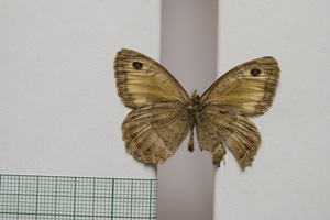 Satyrus arethusa strumata Buresch, 1919 [паралектотип NMNHSINV01022] (2) (c) Национален природонаучен музей, БАН — Колекция Безгръбначни животни (NMNHS-INV)