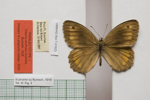 Satyrus arethusa strumata Buresch, 1919 [паралектотип NMNHSINV01023] (c) Национален природонаучен музей, БАН — Колекция Безгръбначни животни (NMNHS-INV)