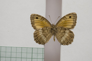 Satyrus arethusa strumata Buresch, 1919 [паралектотип NMNHSINV01023] (2) (c) Национален природонаучен музей, БАН — Колекция Безгръбначни животни (NMNHS-INV)