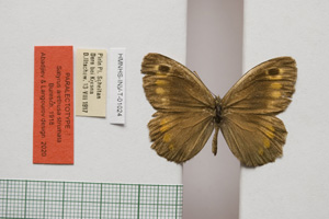 Satyrus arethusa strumata Buresch, 1919 [паралектотип NMNHSINV01024] (c) Национален природонаучен музей, БАН — Колекция Безгръбначни животни (NMNHS-INV)