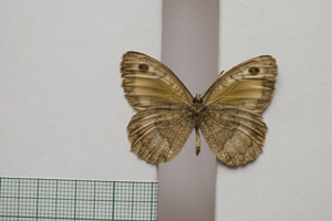 Satyrus arethusa strumata Buresch, 1919 [паралектотип NMNHSINV01024] (2) (c) Национален природонаучен музей, БАН — Колекция Безгръбначни животни (NMNHS-INV)