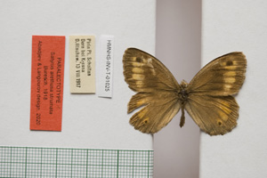 Satyrus arethusa strumata Buresch, 1919 [паралектотип NMNHSINV01025] (c) Национален природонаучен музей, БАН — Колекция Безгръбначни животни (NMNHS-INV)