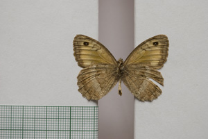 Satyrus arethusa strumata Buresch, 1919 [паралектотип NMNHSINV01025] (2) (c) Национален природонаучен музей, БАН — Колекция Безгръбначни животни (NMNHS-INV)