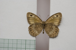 Satyrus arethusa strumata Buresch, 1919 [паралектотип NMNHSINV01026] (2) (c) Национален природонаучен музей, БАН — Колекция Безгръбначни животни (NMNHS-INV)