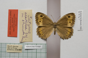 Satyrus arethusa strumata Buresch, 1919 [lectotype NMNHSINV01027] (c) National Museum of Natural History, BAS — Invertebrates Collection (NMNHS-INV)