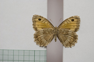Satyrus arethusa strumata Buresch, 1919 [lectotype NMNHSINV01027] (2) (c) National Museum of Natural History, BAS — Invertebrates Collection (NMNHS-INV)