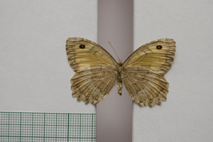 Satyrus arethusa strumata Buresch, 1919 [paralectotype NMNHSINV01028] (2) (c) National Museum of Natural History, BAS — Invertebrates Collection (NMNHS-INV)