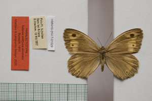 Satyrus arethusa strumata Buresch, 1919 [paralectotype NMNHSINV01029] (c) National Museum of Natural History, BAS — Invertebrates Collection (NMNHS-INV)