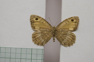 Satyrus arethusa strumata Buresch, 1919 [paralectotype NMNHSINV01029] (2) (c) National Museum of Natural History, BAS — Invertebrates Collection (NMNHS-INV)