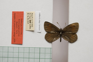 Erebia gorge pirinica Buresch, 1919 [paralectotype NMNHSINV01031] National Museum of Natural History, BAS — Invertebrates Collection (NMNHS-INV)