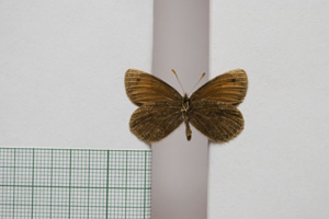 Erebia gorge pirinica Buresch, 1919 [paralectotype NMNHSINV01033] (2) (c) National Museum of Natural History, BAS — Invertebrates Collection (NMNHS-INV)