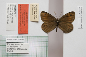 Erebia gorge pirinica Buresch, 1919 [лектотип NMNHSINV01034] (c) Национален природонаучен музей, БАН — Колекция Безгръбначни животни (NMNHS-INV)