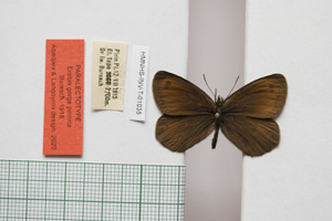 Erebia gorge pirinica Buresch, 1919 [paralectotype NMNHSINV01035] (c) National Museum of Natural History, BAS — Invertebrates Collection (NMNHS-INV)